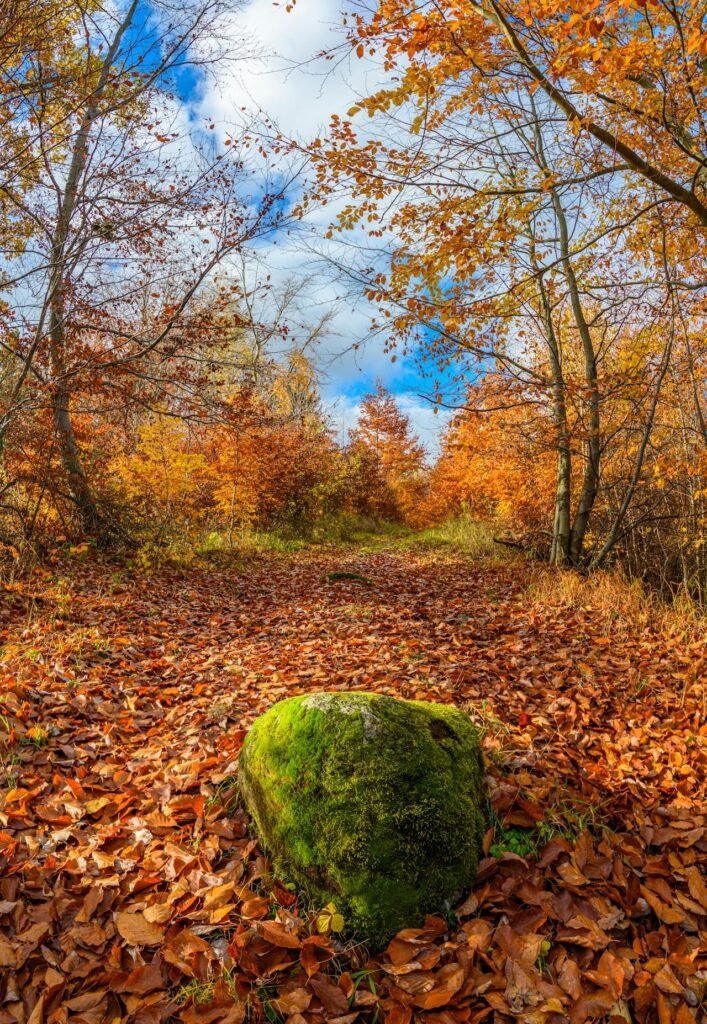 trees autumn Beawareofmecom Falling autumn leaves signifying the transition of seasons and its effect on mental health