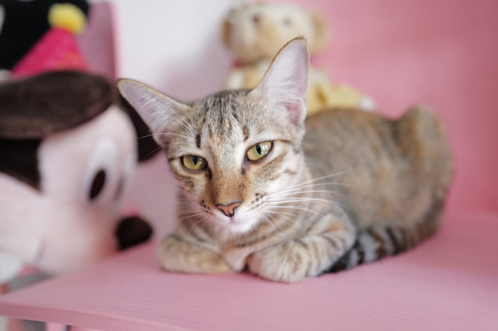 Pets Depression Beawareofmecom cat help Depression